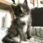 Emmanuelle - Chatterie Maceo’s Gône’s Maine Coons
