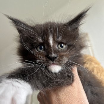 chaton Maine coon black & blanc Chatterie Maceo’s Gône’s Maine Coons black smoke & blanc