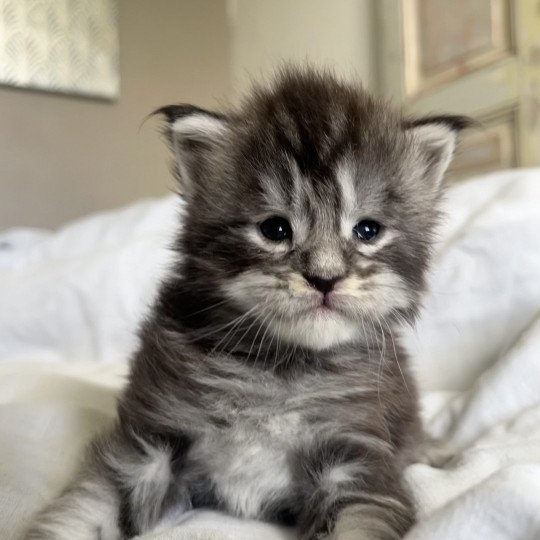 chaton Maine coon black silver tabby Chatterie Maceo’s Gône’s Maine Coons black silver blotched tabby