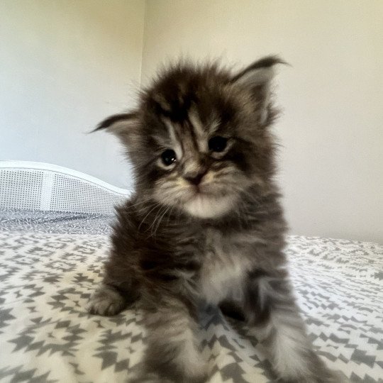 chaton Maine coon black silver tabby Chatterie Maceo’s Gône’s Maine Coons black silver blotched tabby