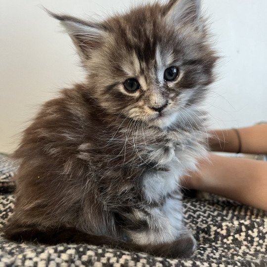 chaton Maine coon black silver tabby Umbelievable Satheene Chatterie Maceo’s Gône’s Maine Coons black silver blotched tabby