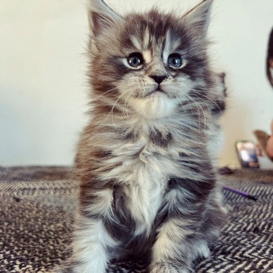 chaton Maine coon black silver tabby Umbelievable Satheene Chatterie Maceo’s Gône’s Maine Coons black silver blotched tabby