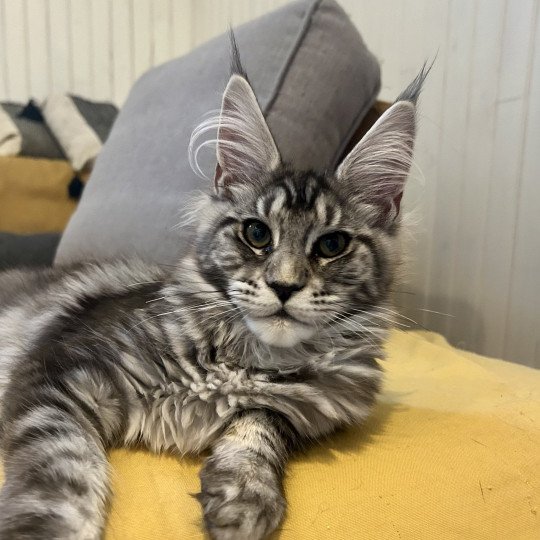 chaton Maine coon black silver blotched tabby Umbelievable Satheene Chatterie Maceo’s Gône’s Maine Coons black silver blotched tabby