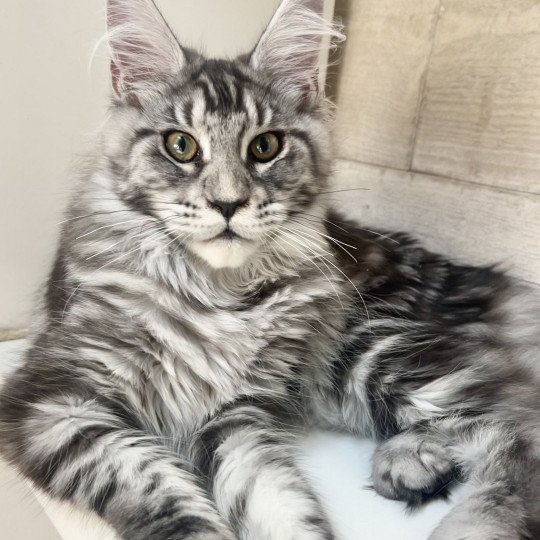 chaton Maine coon black silver blotched tabby Umbelievable Satheene Chatterie Maceo’s Gône’s Maine Coons black silver blotched tabby