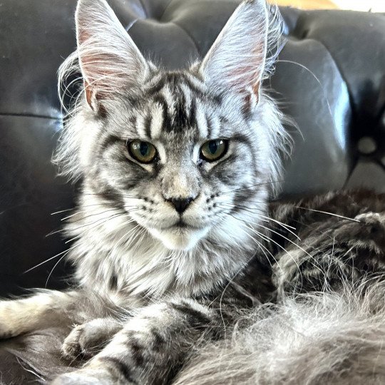 chaton Maine coon black silver blotched tabby Umbelievable Satheene Chatterie Maceo’s Gône’s Maine Coons black silver blotched tabby