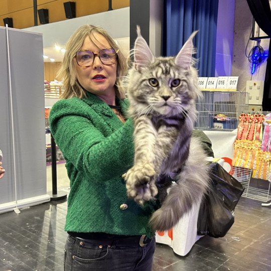 chaton Maine coon black silver blotched tabby Umbelievable Satheene Chatterie Maceo’s Gône’s Maine Coons black silver blotched tabby