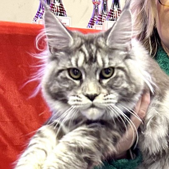 chaton Maine coon black silver blotched tabby Umbelievable Satheene Chatterie Maceo’s Gône’s Maine Coons black silver blotched tabby