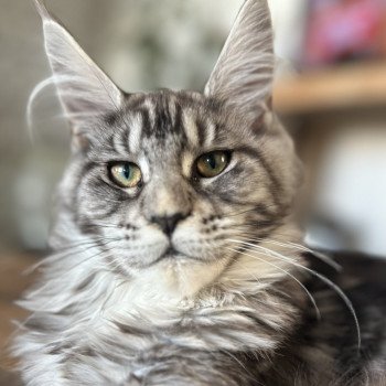 Maceo’s Gône’s Umbelievable Satheene Femelle Maine coon