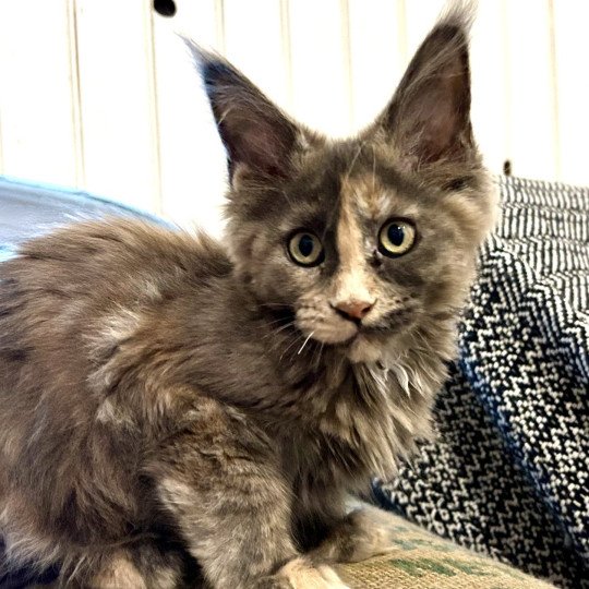 chaton Maine coon blue tortie Vespertine Chatterie Maceo’s Gône’s Maine Coons blue tortie 