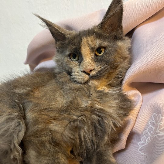 chaton Maine coon blue tortie Vespertine Chatterie Maceo’s Gône’s Maine Coons blue tortie 