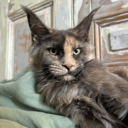 chaton Maine coon blue tortie Vespertine Chatterie Maceo’s Gône’s Maine Coons blue tortie 