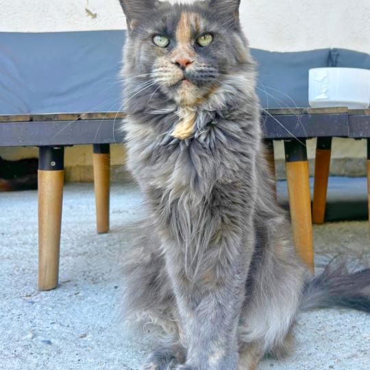 chat Maine coon blue tortie Vespertine Chatterie Maceo’s Gône’s Maine Coons blue tortie 
