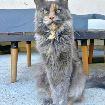 Maceo’s Gône’s Vespertine Femelle Maine coon