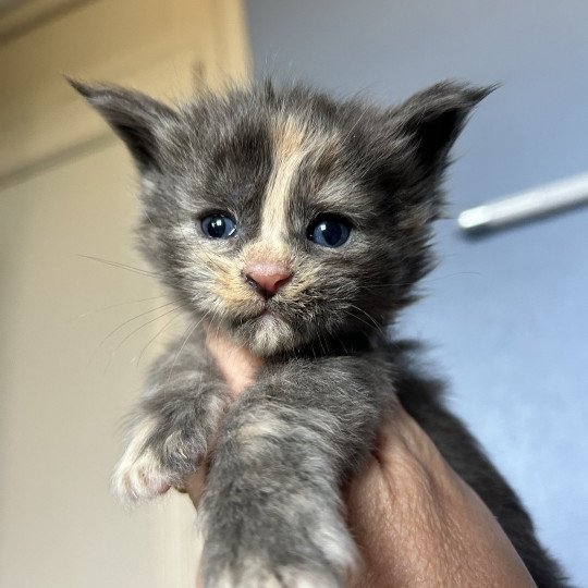 chaton Maine coon blue tortie Vespertine Chatterie Maceo’s Gône’s Maine Coons blue tortie 
