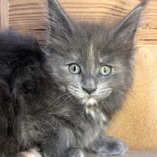 chaton Maine coon blue tortie Chatterie Maceo’s Gône’s Maine Coons blue tortie 