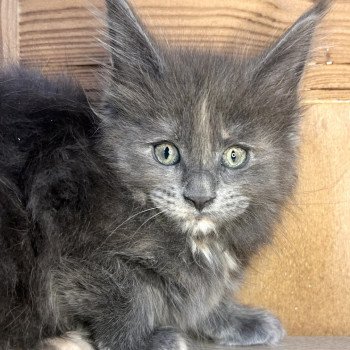 Maceo’s Gône’s Zsanka Femelle Maine coon