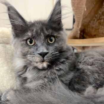 Maceo’s Gône’s Zsanka Femelle Maine coon