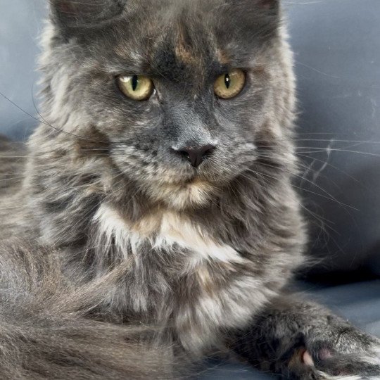 chaton Maine coon blue tortie Zsanka Chatterie Maceo’s Gône’s Maine Coons blue tortie 