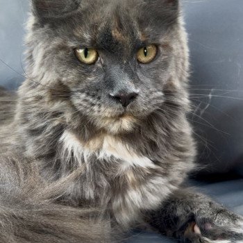 Maceo’s Gône’s Zsanka Femelle Maine coon