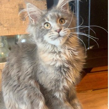 Maceo’s Gône’s Yseult Tristana Femelle Maine coon