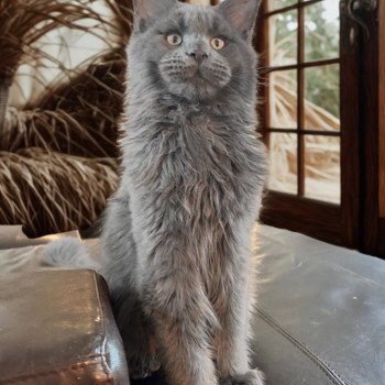 Maceo’s Gône’s Zagamore Mâle Maine coon