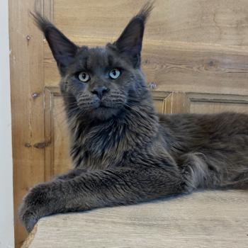 Maceo’s Gône’s Zagamore Mâle Maine coon