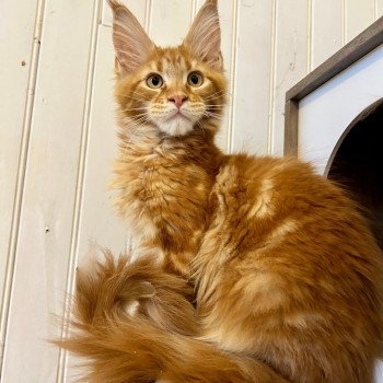Maceo’s Gône’s Avicii Mâle Maine coon