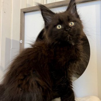 Maceo’s Gône’s Akhenaton Mâle Maine coon