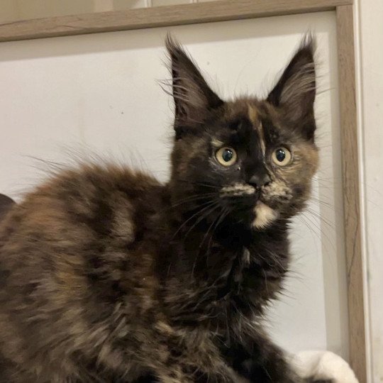 chaton Maine coon black tortie Amber Moon Chatterie Maceo’s Gône’s Maine Coons black tortie 