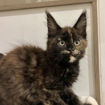 Maceo’s Gône’s Amber Moon Femelle Maine coon