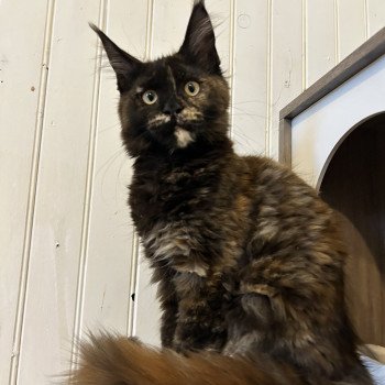 Maceo’s Gône’s Amber Moon Femelle Maine coon