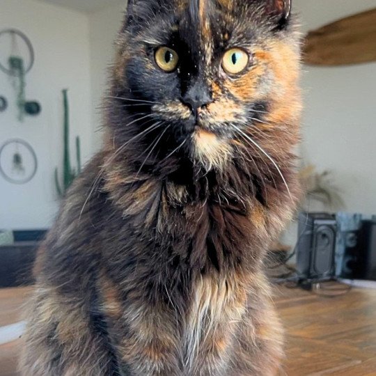 chaton Maine coon black tortie Amber Moon Chatterie Maceo’s Gône’s Maine Coons black tortie 