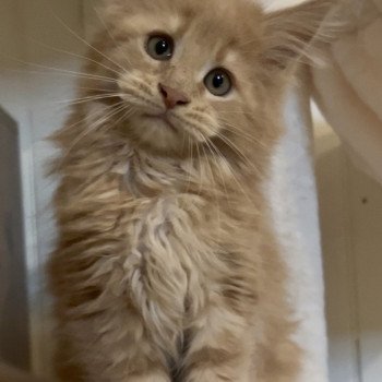 Maceo’s Gône’s Amber Sun Femelle Maine coon