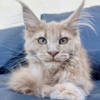 Maceo’s Gône’s Amber Sun Femelle Maine coon