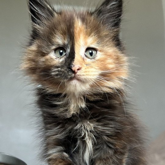 chaton Maine coon black tortie Ambre de Lune Chatterie Maceo’s Gône’s Maine Coons black tortie 
