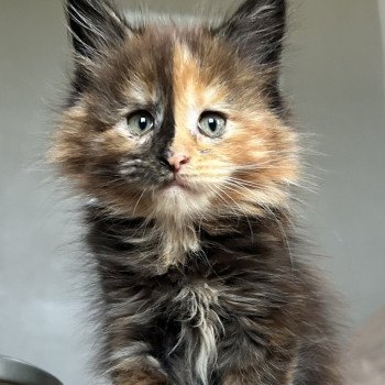 Maceo’s Gône’s Ambre de Lune Femelle Maine coon