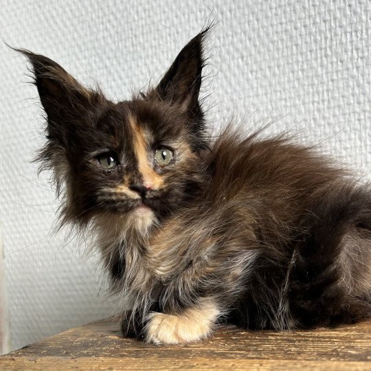 Maceo’s Gône’s Arizona Muse Femelle Maine coon