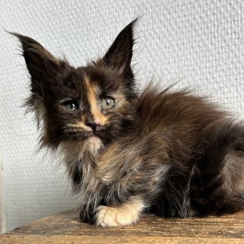 Maceo’s Gône’s Arizona Muse Femelle Maine coon