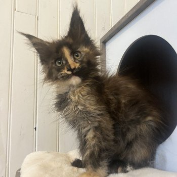 Maceo’s Gône’s Arizona Muse Femelle Maine coon