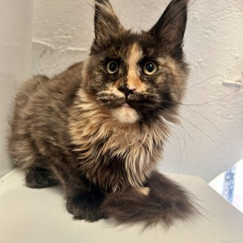 Maceo’s Gône’s Arizona Muse Femelle Maine coon