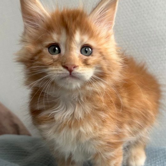 chaton Maine coon red tabby Ambre d’Avril Chatterie Maceo’s Gône’s Maine Coons red tabby