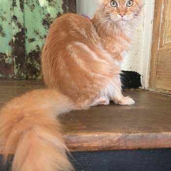 Maceo’s Gône’s Ambre d’Avril Femelle Maine coon