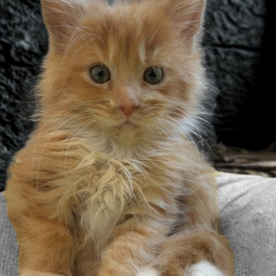 Maceo’s Gône’s Atreyu Mâle Maine coon