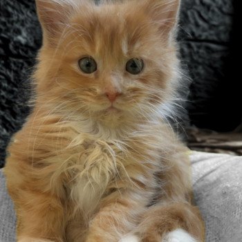 Maceo’s Gône’s Atreyu Mâle Maine coon