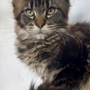 1er chaton (Portée Balenciaga ❤ Tomen 2025) - Mâle brown blotched tabby Mâle Maine coon