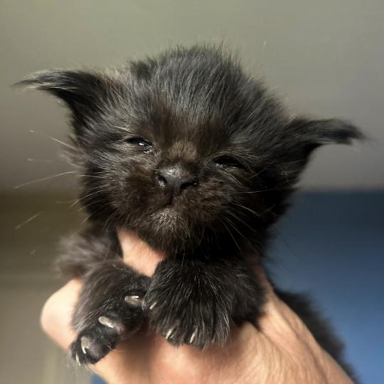 chaton Maine coon black Banger Chatterie Maceo’s Gône’s Maine Coons black 