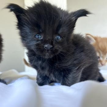 Maceo’s Gône’s Black Banger Mâle Maine coon