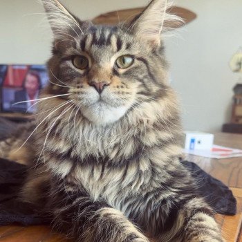 Maceo’s Gône’s Tame Impala Femelle Maine coon