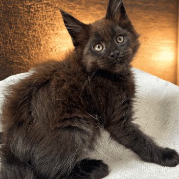 Maceo’s Gône’s Agoria Mâle Maine coon