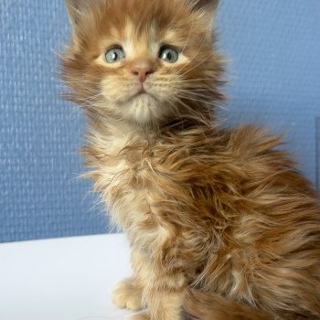 Maceo’s Gône’s Akasha Ibiza Femelle Maine coon